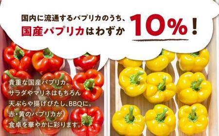 【2024年予約受付】 パプリカ (規格外 傷) ひだパプリカ 野菜 新鮮野菜 緑黄色野菜 パプリカ 赤パプリカ 黄パプリカ 飛騨高山 山腰農園 TR4106