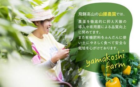 【2024年予約受付】 パプリカ (規格外 傷) ひだパプリカ 野菜 新鮮野菜 緑黄色野菜 パプリカ 赤パプリカ 黄パプリカ 飛騨高山 山腰農園 TR4106