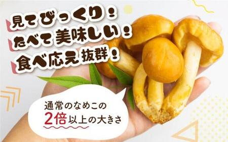 飛騨ジャンボなめこ約180g×10パック入り 国産なめこ きのこ 生なめこ 大きい ジャンボサイズ なめ茸 希少 珍しい  鍋 日付指定可 なめこファーム  KN002