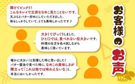 飛騨ジャンボなめこ約180g×10パック入り 国産なめこ きのこ 生なめこ 大きい ジャンボサイズ なめ茸 希少 珍しい  鍋 日付指定可 なめこファーム  KN002