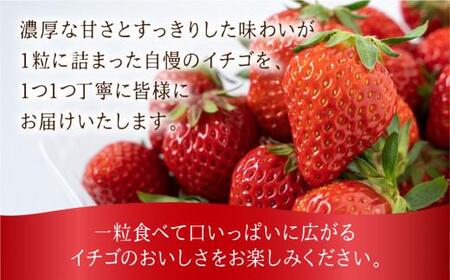 【数量限定】先行予約 いちご【3月・4月限定発送】朝摘み! 濃厚 紅ほっぺ 約900g～1kg | 産地直送 農家直送 2パック 苺 イチゴ 数量限定 果物 フルーツ 新鮮 春 旬 国産 飛騨高山 m BerryFarm KL001