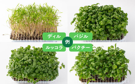マイクロ野菜 品種が選べる 4点セット 多治見市 / 諏訪農林[TDO005]
