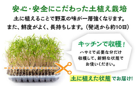 マイクロ野菜 品種が選べる 8点セット 多治見市 / 諏訪農林[TDO006]