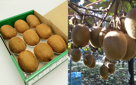 関市名産とれったひろば ほらどキウイフルーツ9玉「贈答箱入」【12月~2月頃に順次発送】【申込期間:6月~1月末日】