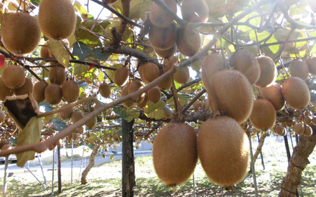 関市名産とれったひろば ほらどキウイフルーツ9玉「贈答箱入」【12月~2月頃に順次発送】【申込期間:6月~1月末日】