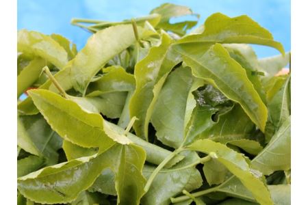 S10-20 糖度18度 パッションフルーツ濃縮果汁 & パッションフルーツ茶のセット【10月より順次発送】