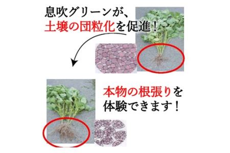 息を吹込む　息吹グリーン（土壌改良材）1kg  D10-15   肥料 花壇 土壌 園芸 