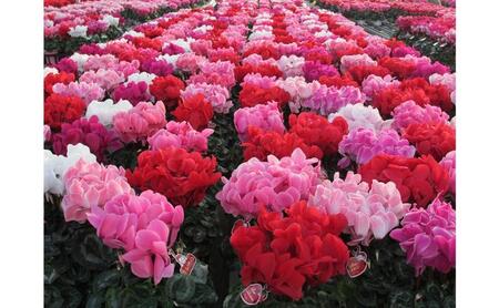 シクラメン「ムーンルージュ」6号鉢（18cm）【お届け：11月～12