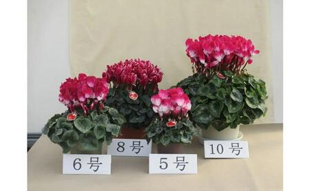 シクラメン「ムーンルージュ」6号鉢（18cm）【お届け：11月～12
