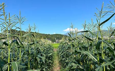 【2026年夏発送予約】サクッとはじける、上品な甘さ中津川産プレミアム クリスピーホワイト 4kgセット 朝採り 即日冷蔵発送/数量限定 『バナナマンの早起きせっかくグルメ!!』で紹介されました! F4N-2368