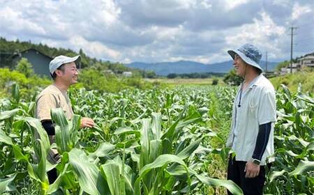 【飛騨・美濃伝統野菜】【数量限定】2026年予約販売 爽やかな辛味 青唐辛子 あじめこしょう 中津川産 1.5kg F4N-2568