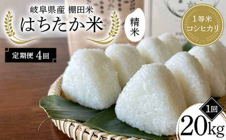 【4回定期便】岐阜県産 棚田米 1等米コシヒカリ はちたか米 精米20kg（10kg×2袋） F4N-2600