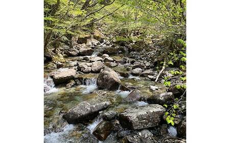 加子母産「いのちの壱」2kg F4N-2717