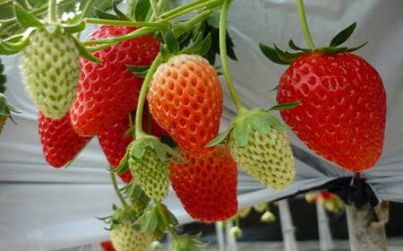 【数量限定】産地直送!!めぐりーんの完熟いちご(章姫) 4パック F4N-2735