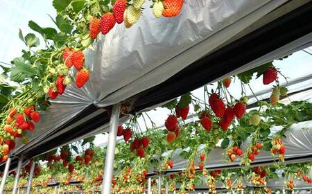 【数量限定】産地直送!!めぐりーんの完熟いちご(章姫) 4パック F4N-2735