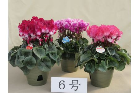 シクラメン6号鉢 18 お届け 11月 12月 岐阜県中津川市 ふるさと納税サイト ふるなび