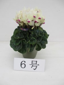 シクラメン ムーンルージュ 6号鉢 18 お届け 11月 12月 岐阜県中津川市 ふるさと納税サイト ふるなび