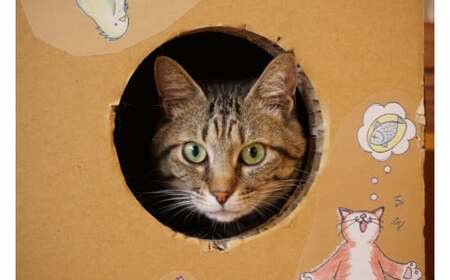 遊べる猫用爪とぎボックス「穴があったら入りたい」