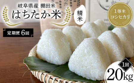 【6回定期便】岐阜県産 棚田米 1等米コシヒカリ はちたか米 精米20kg（10kg×2袋） F4N-2602