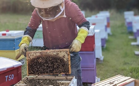 合計1060g 天然蜂蜜 国産蜂蜜 非加熱 生はちみつ 岐阜県 美濃市産 味比べセット (蜂蜜230g入りガラス瓶各2本、蜂蜜300g入りピタッとボトル各2本)C7 深田養蜂のハチミツ