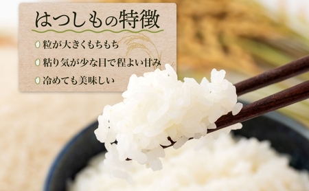 令和7年産 はつしも 精米 10kg×1袋 低農薬 清流育ち 新米 お米 白米 米 ごはん 米 ご飯 ハツシモ R7年産 あっさり ふっくら ブランド米 大粒 幻の米 お取り寄せ 産地直送 送料無料 美濃グリーン 岐阜県 美濃市