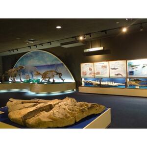 瑞浪市化石博物館パレオパラドキシア新コーナー、学芸員の解説付き見学ツアー(4名)【1502732】