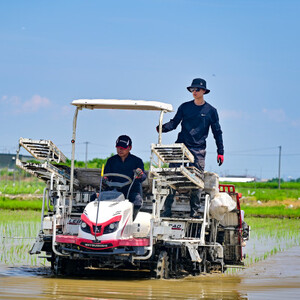 令和7年産　岐阜県産ハツシモ(玄米)5kg  国産 米_ 玄米 米 こめ コメ_【配送不可地域：離島】【1540548】