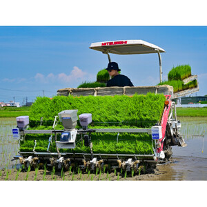 令和7年産　岐阜県産ハツシモ(玄米)5kg  国産 米_ 玄米 米 こめ コメ_【配送不可地域：離島】【1540548】