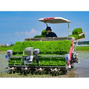 【先行予約】令和7年産 岐阜県産ハツシモ(無洗米)5kg_ 無洗米 米 こめ コメ_【配送不可地域:離島】【1540849】