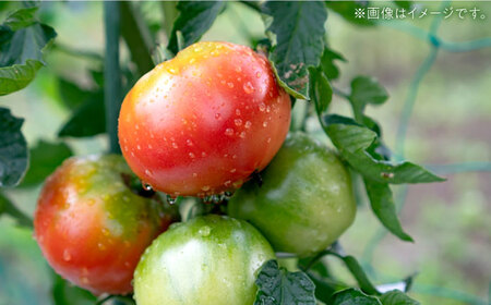 石川農園 みんなで飲もっか！トマトジュースセットＥ [AUAH003]トマトジュース