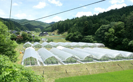 石川農園 みんなで飲もっか！トマトジュースセットＥ [AUAH003]トマトジュース
