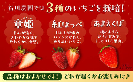 【先行予約】【2026年1月上旬から2026年3月上旬に順次発送】【ご家庭用】 完熟いちご 4パック入り [AUAH020]完熟いちご