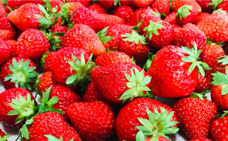 石川農園・愛情ぎゅっと詰め合わせセット [AUAH001]トマトソース