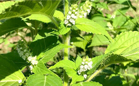 石川農園・毎日摂ろっか！えごまセット [AUAH008]えごま油
