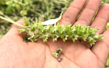 石川農園・毎日摂ろっか！えごまセット [AUAH008]えごま油