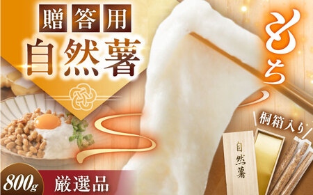 【贈答用】高級自然薯 桐箱入（800g）[AUFZ008]自然薯