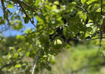 岐阜県産 不揃い 梅干し 計900g 180g×5袋 (天日干し・減塩・無添加) / 梅干し 梅干し 梅干し 梅干し 梅干し 梅干し 天日干し 減塩 / 恵那市 / マルコ醸造 [AUCT007]