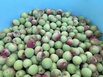 岐阜県産 不揃い 梅干し 計900g 180g×5袋 (天日干し・減塩・無添加) / 梅干し 梅干し 梅干し 梅干し 梅干し 梅干し 天日干し 減塩 / 恵那市 / マルコ醸造 [AUCT007]
