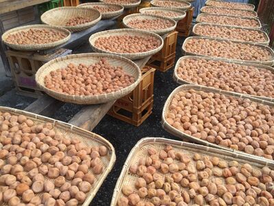 岐阜県産 不揃い 梅干し 計900g 180g×5袋 (天日干し・減塩・無添加) / 梅干し 梅干し 梅干し 梅干し 梅干し 梅干し 天日干し 減塩 / 恵那市 / マルコ醸造 [AUCT007]