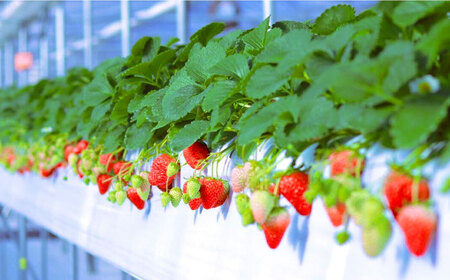 【ギフト箱入り】トマトお楽しみセット/いちごジャム付き [AUAH012]トマトいちごセット