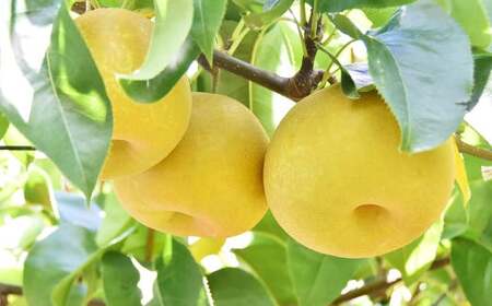 《先行予約》 「山之上果実農業協同組合」 山之上の梨 豊水 1箱 約 2.5kg 5-8玉 梨 なし ナシ 【2025年9月上旬-9月下旬 発送予定】