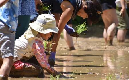 令和7年度産 自然栽培米 ササニシキ 玄米 5kg 農薬 化学肥料 不使用 お米 米 コメ こめ ご飯【2025年10月下旬～2026年4月下旬発送予定】