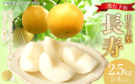 《先行予約》｢丸坂山田農園｣山之上梨 長寿 1箱 （ 約2.5kg ／ 5～8玉 ） 【2026年7月下旬～8月上旬 発送予定】