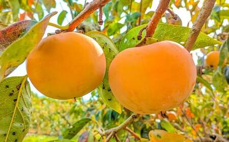 【先行予約】 《訳あり》 山之上産 富有柿 家庭用 3kg（10個～18個）| 果物 くだもの フルーツ 柿 かき 旬 【2026年11月発送予定】