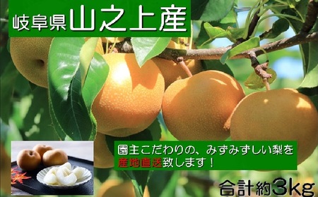 【先行受付】【 数量限定 】精華園 の こだわり 梨 （約 3kg ）品種 は おまかせ | M12S89