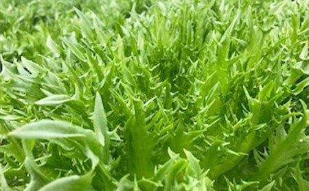 水耕 栽培 新鮮 葉物 野菜 B セット | GreensFarm ホタル サラダ 和え物 M08S51