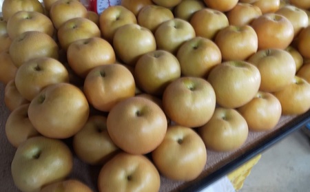 【先行受付】福果園の樹上完熟梨 農家直送品種おまかせ（3kg程度） | 福果園 M10S127