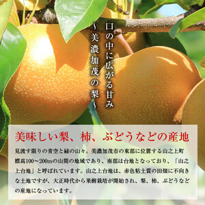 【先行受付】「丸坂山田農園」山之上 梨 1箱 ( 長寿 2.5kg 程度) | M09S66