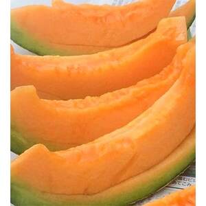 【訳あり】家庭用2026年夏発送　岸田農園北海道メロン3玉(1玉1.5kg)30セット限定【1614579】