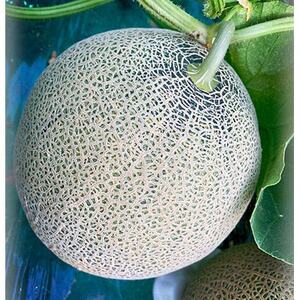 【訳あり】家庭用2026年夏発送　岸田農園北海道メロン3玉(1玉1.5kg)30セット限定【1614579】